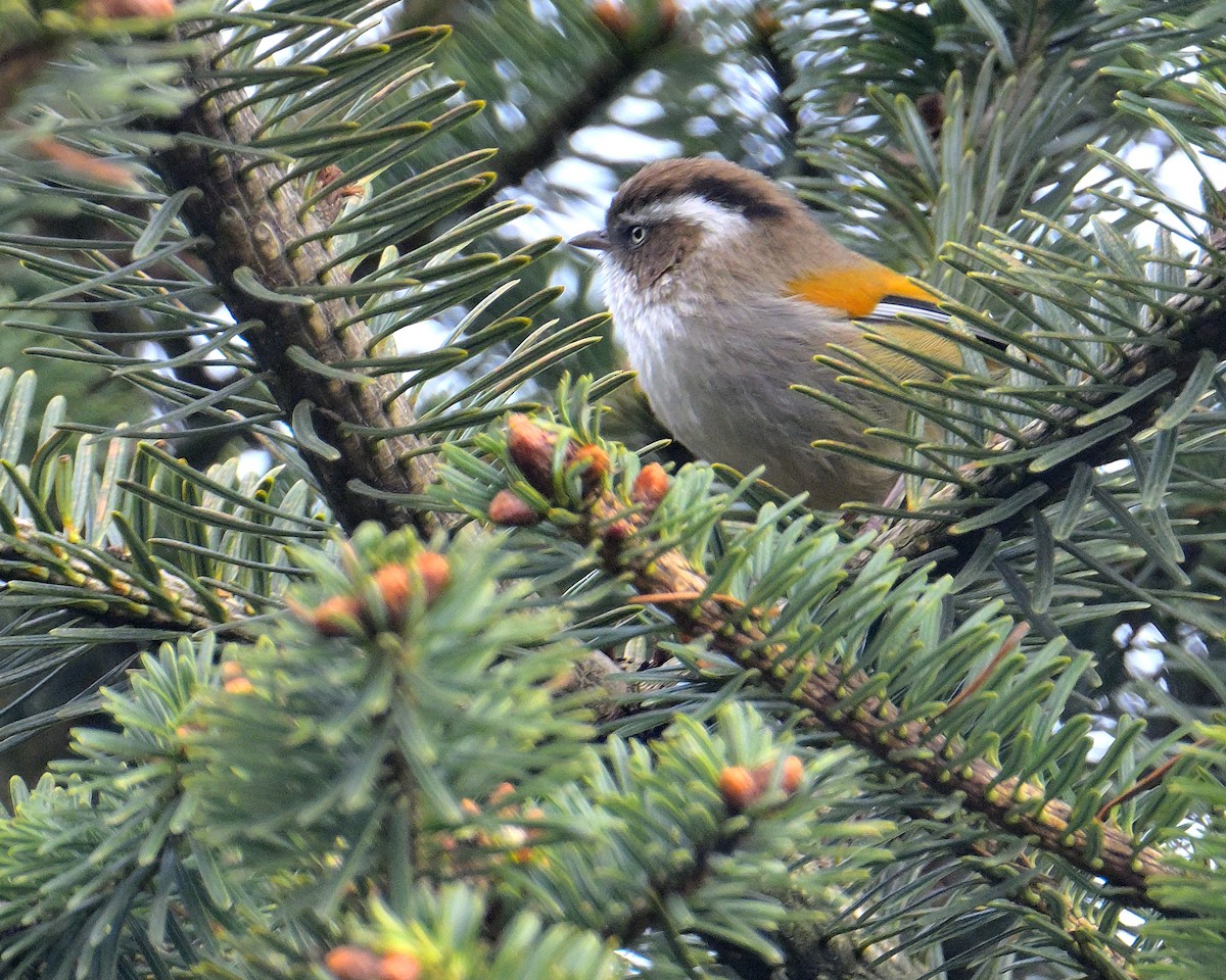 White-browed Fulvetta - ML620258857