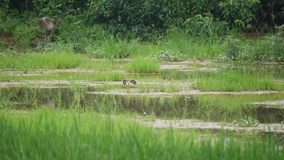 Watercock - ML620258871