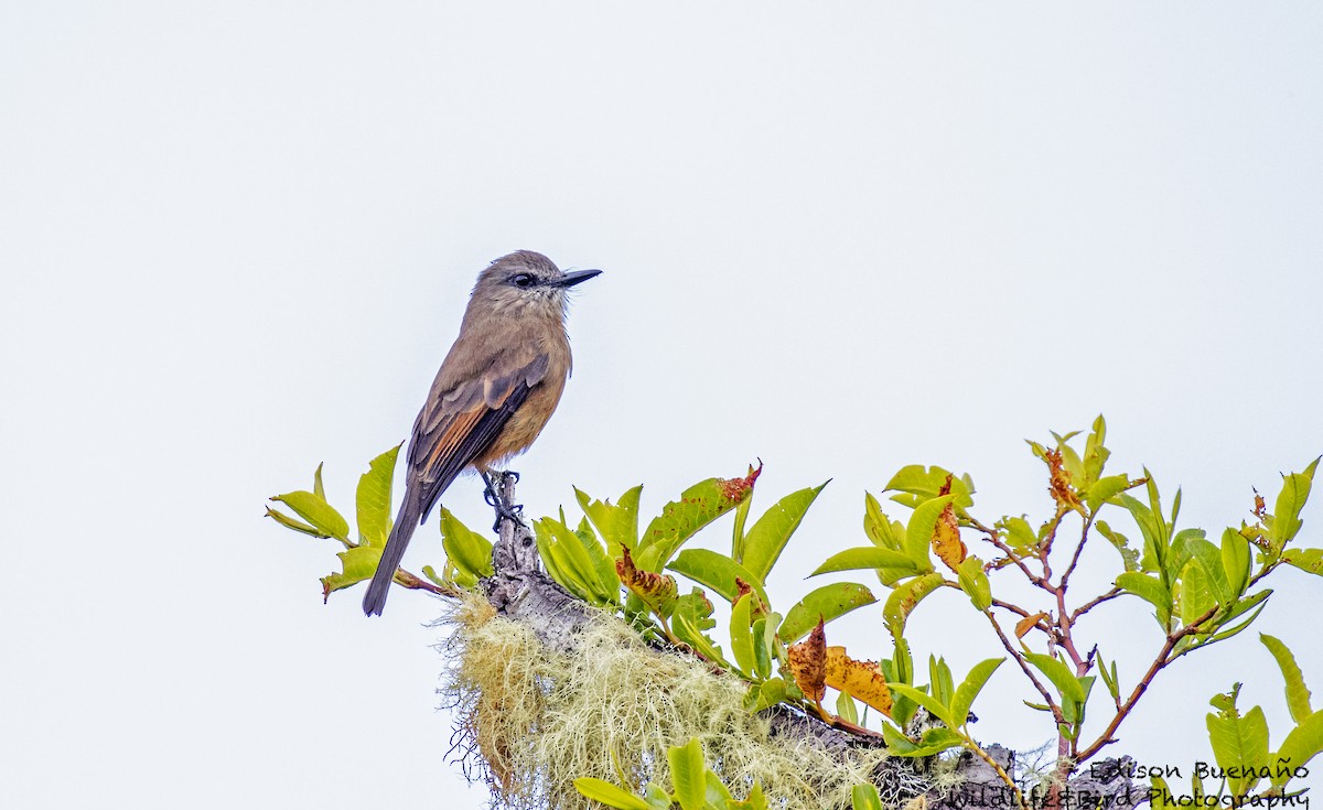 Birro de Santa Marta - ML620258882