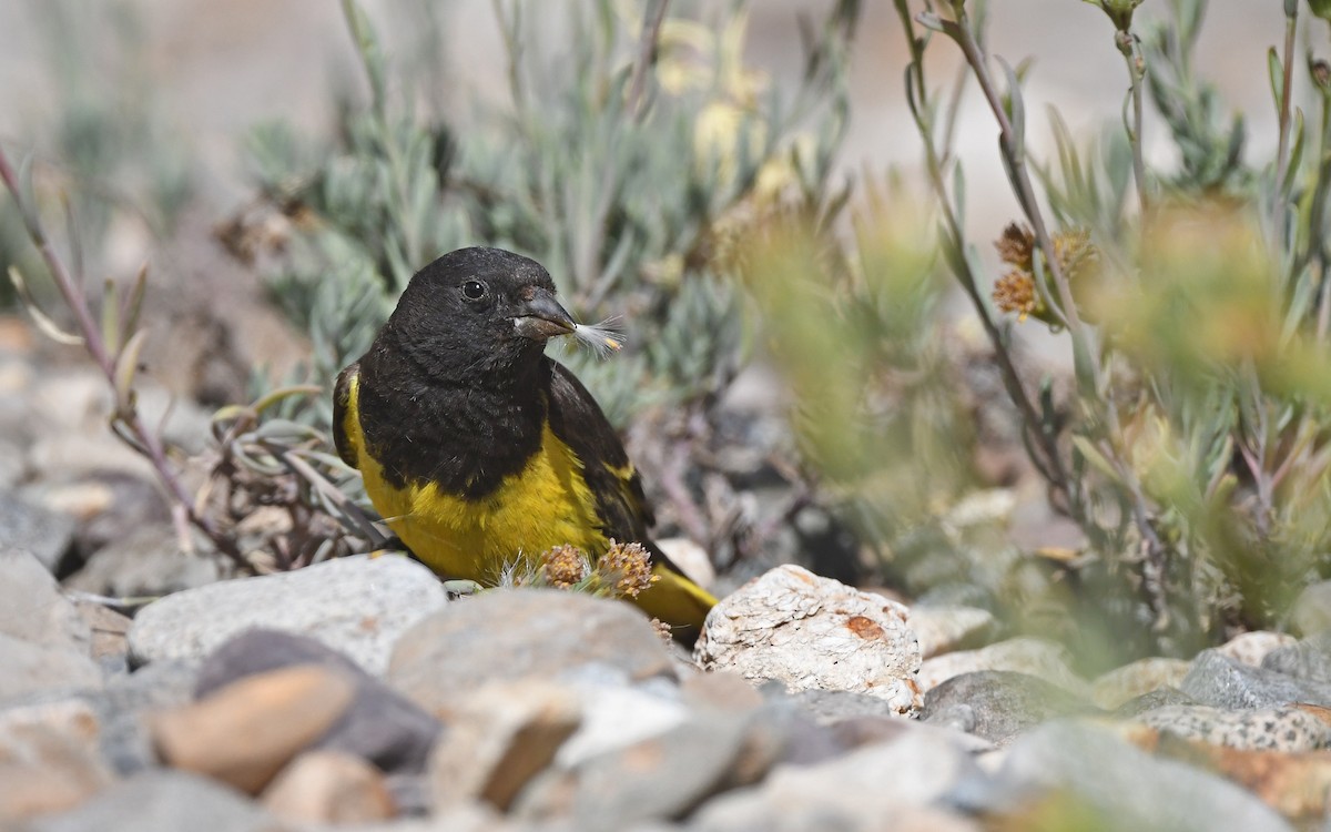 Yellow-rumped Siskin - ML620258891