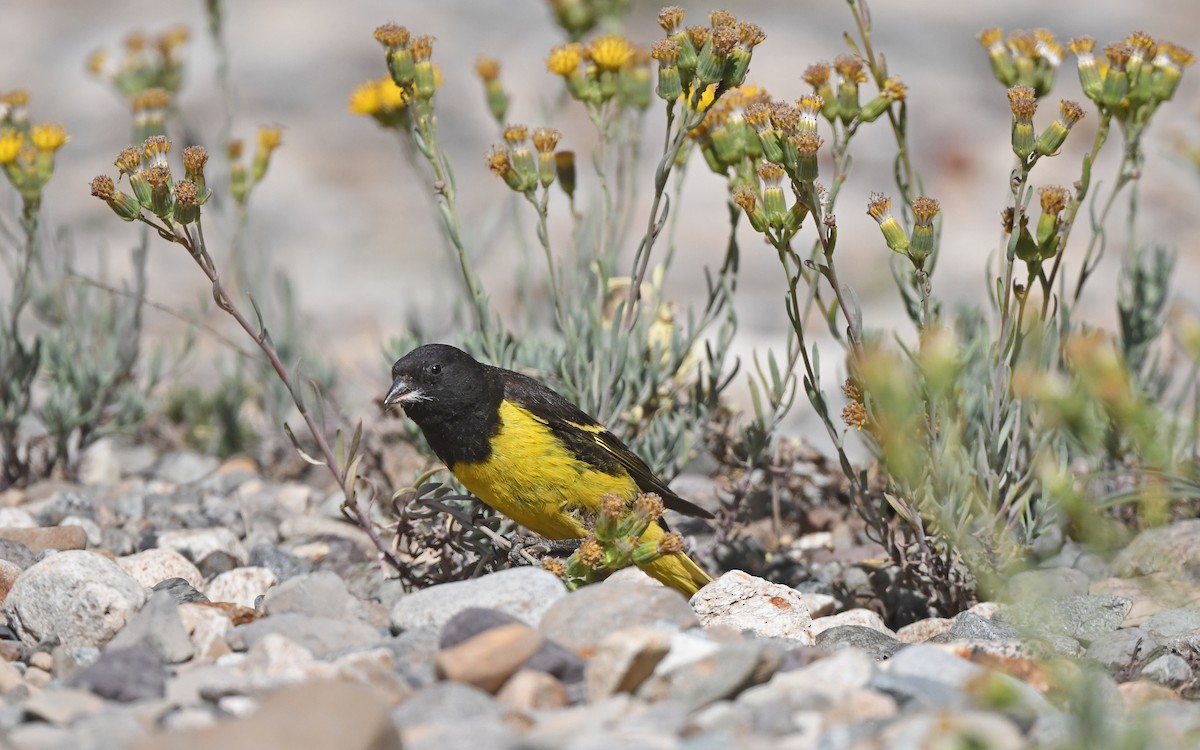 Yellow-rumped Siskin - ML620258901