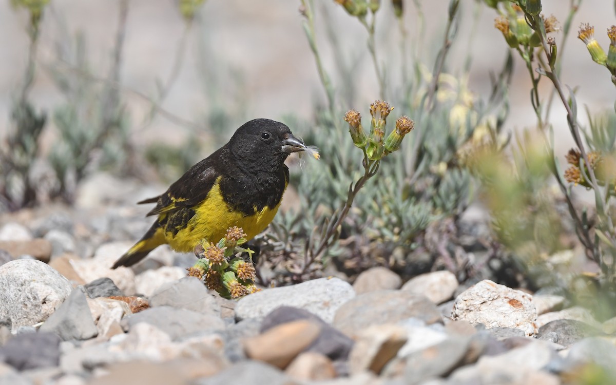 Yellow-rumped Siskin - ML620258903