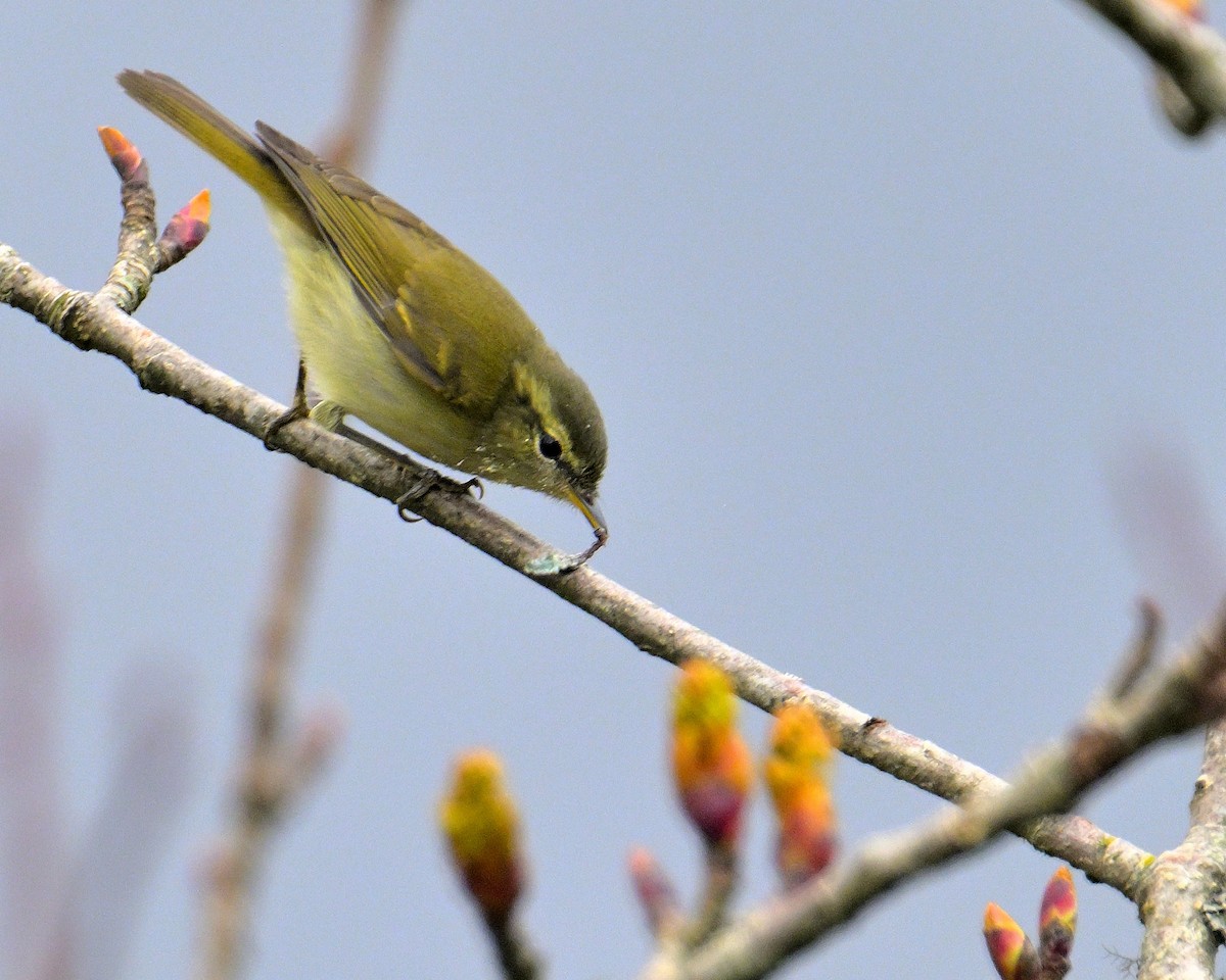 Mosquitero Dorsiclaro - ML620258907