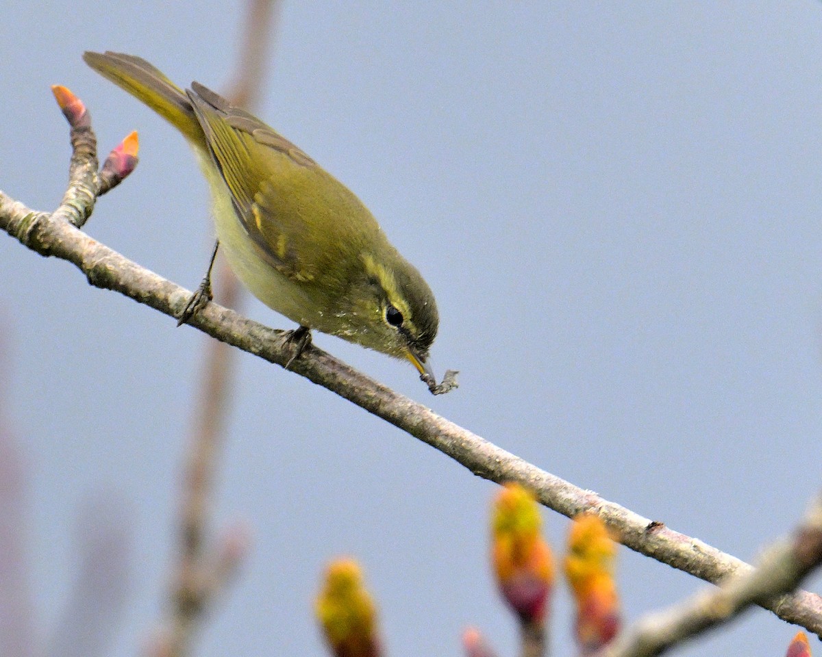 Lemon-rumped Warbler - ML620258910