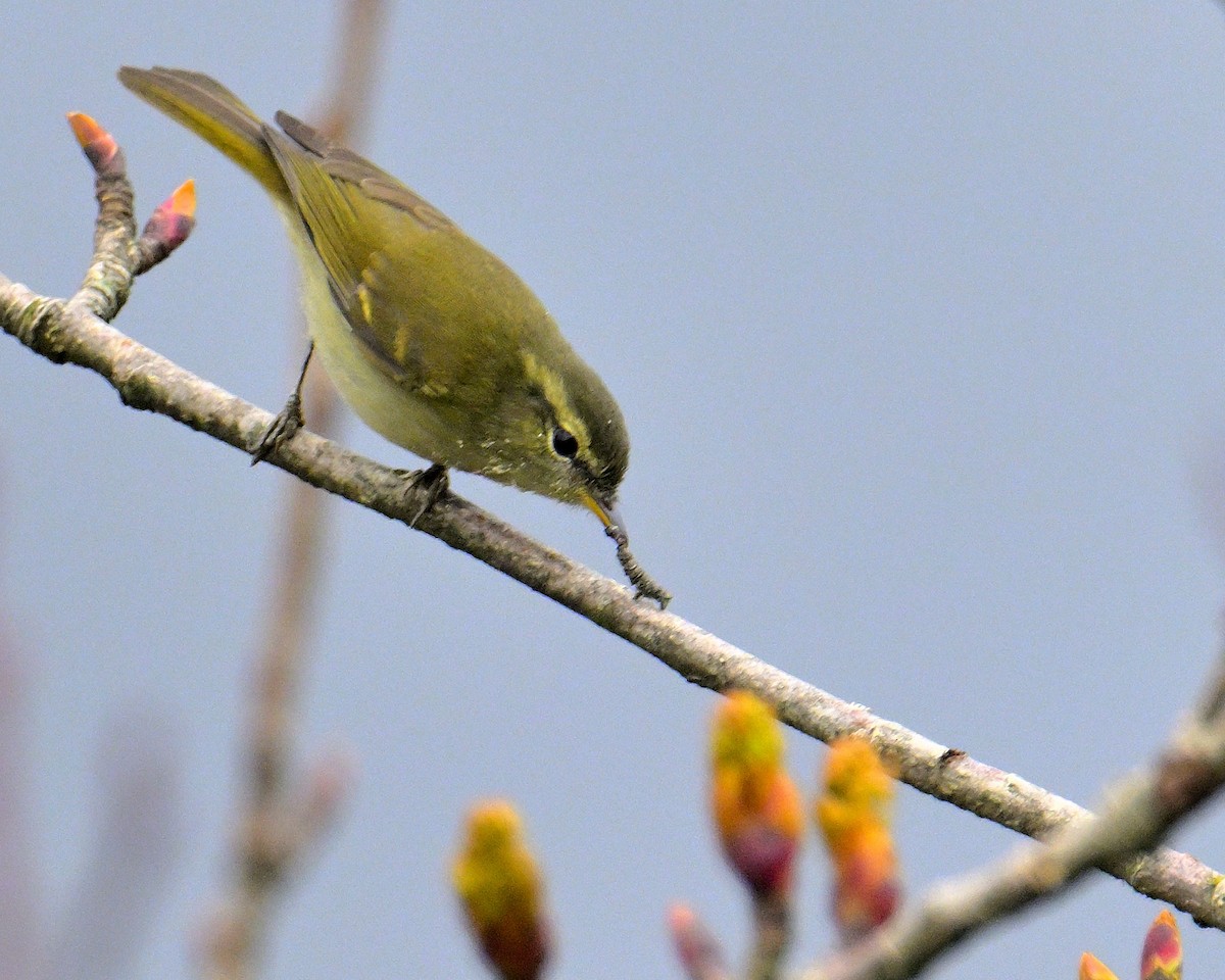 Lemon-rumped Warbler - ML620258912