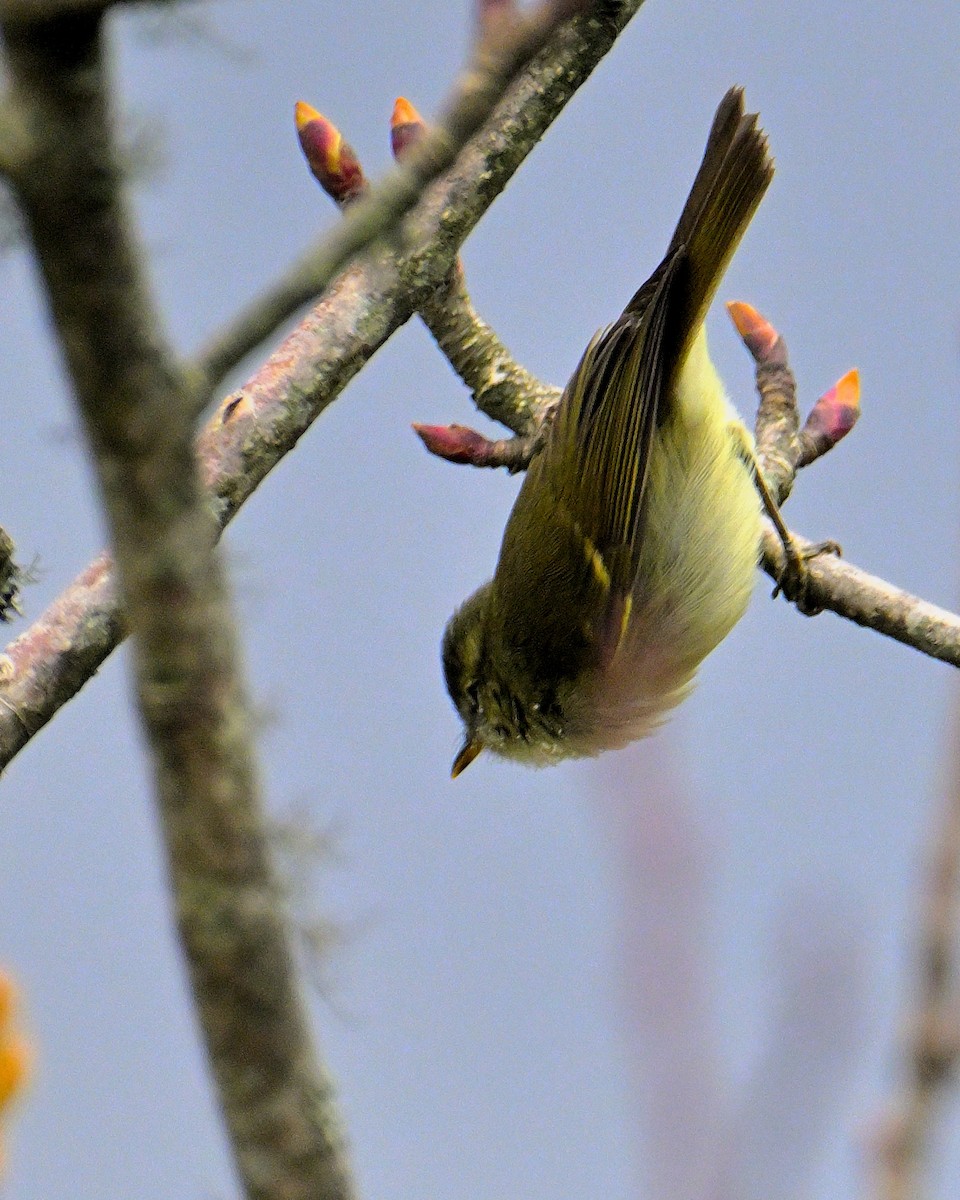 Lemon-rumped Warbler - ML620258913