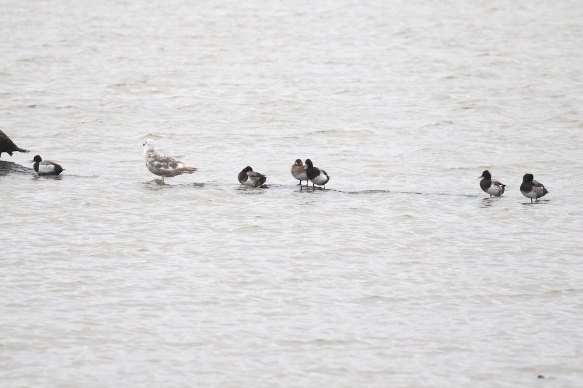 Lesser Scaup - ML620258916