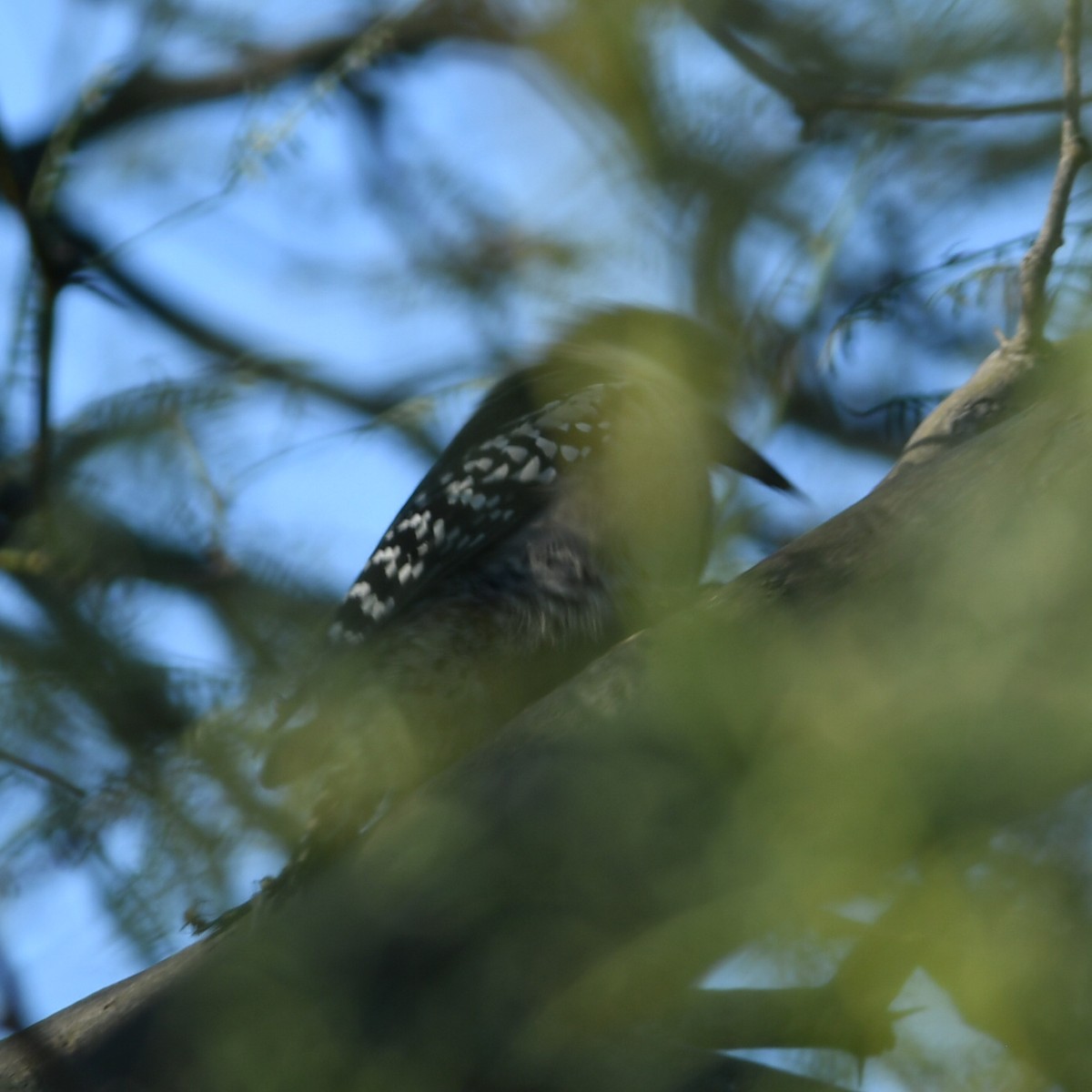 White-fronted Woodpecker - ML620258917