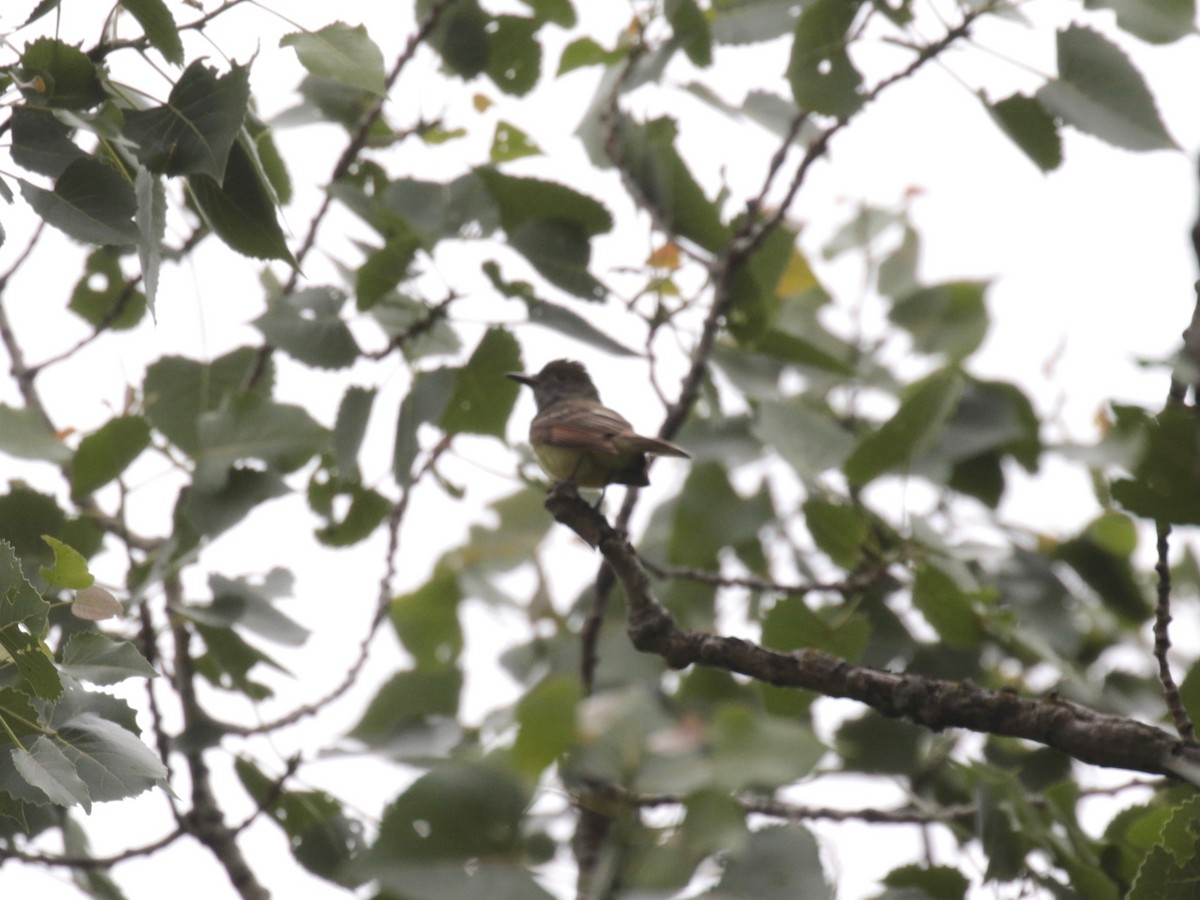 Great Crested Flycatcher - ML620258919