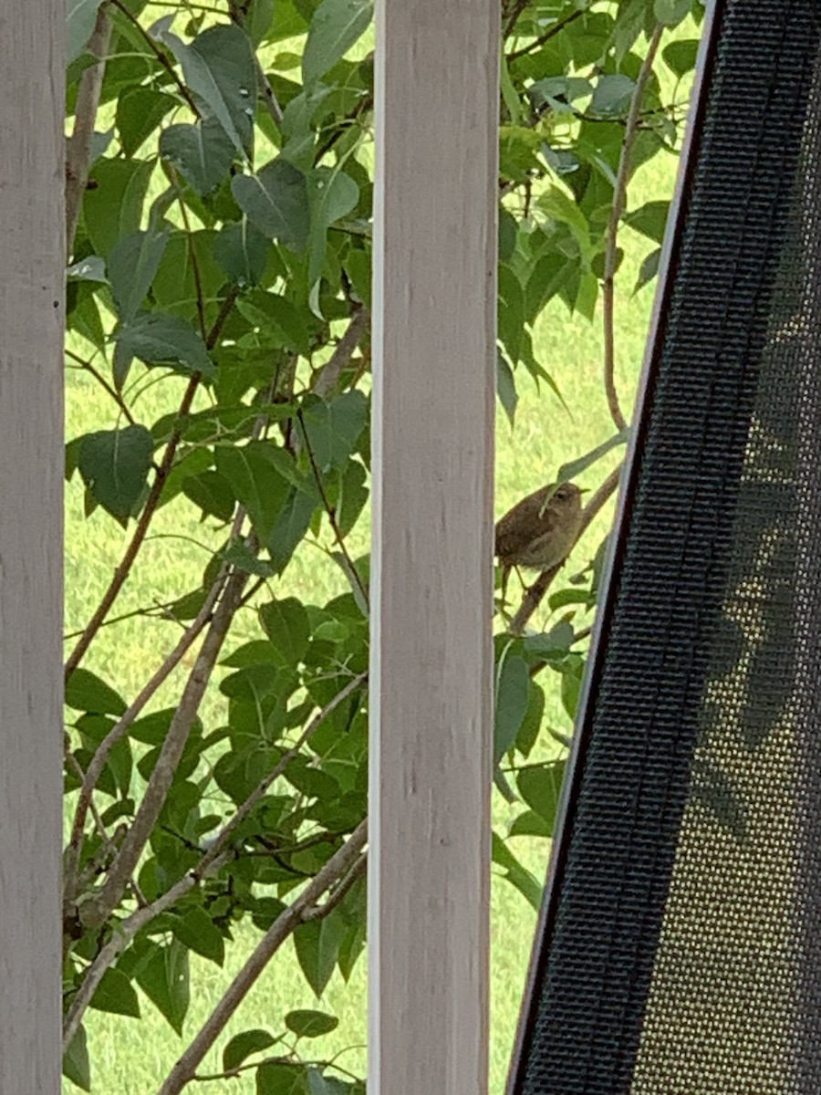 House Wren - Terry Bailey