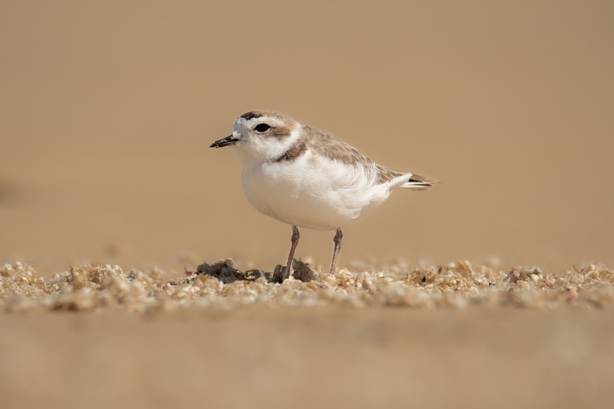 Snowy Plover - ML620258922