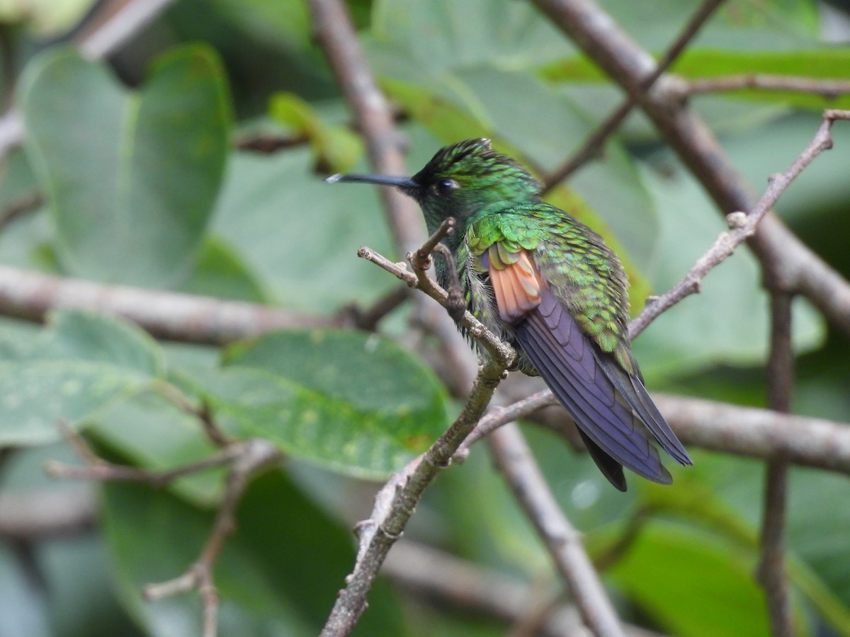 kolibřík páskoocasý - ML620258923