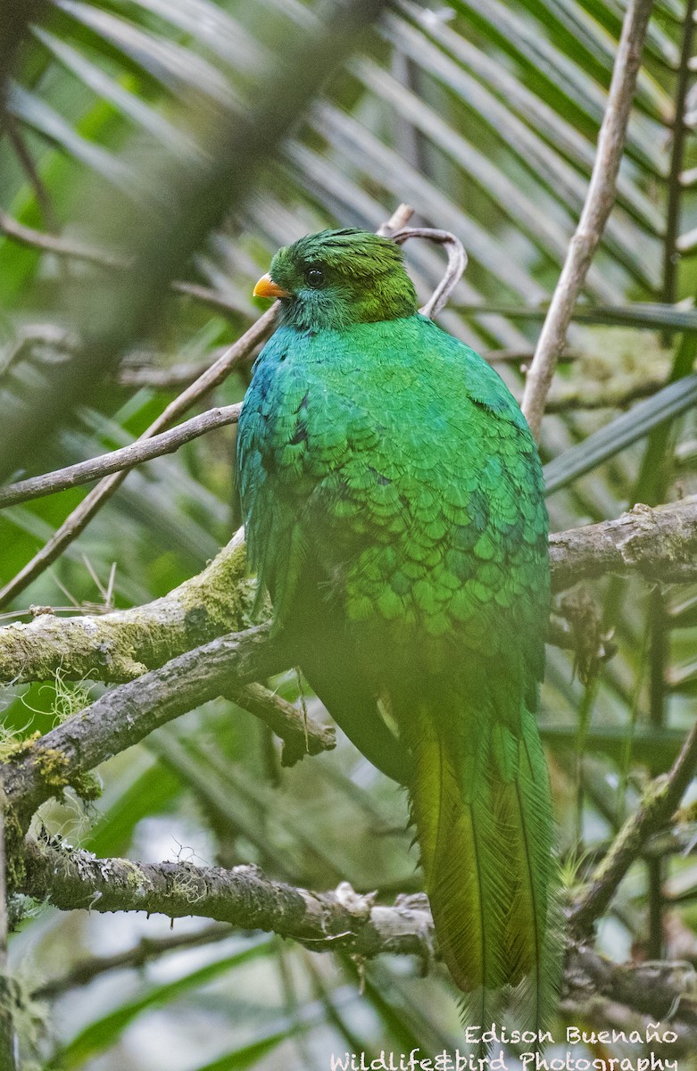 White-tipped Quetzal - Edison Buenano