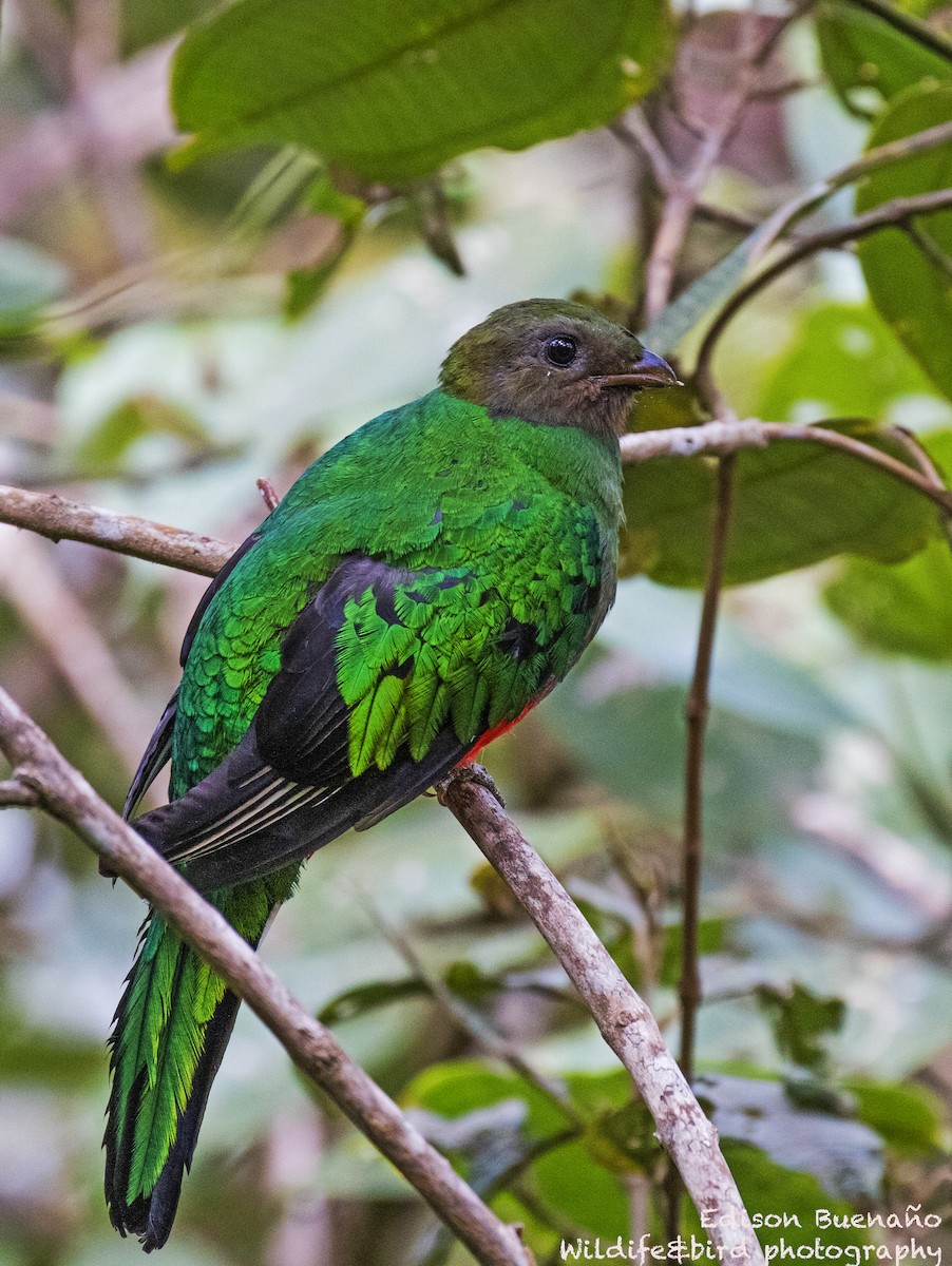 White-tipped Quetzal - ML620258945