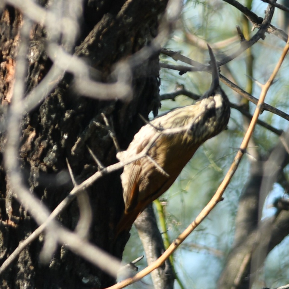 Narrow-billed Woodcreeper - ML620258958