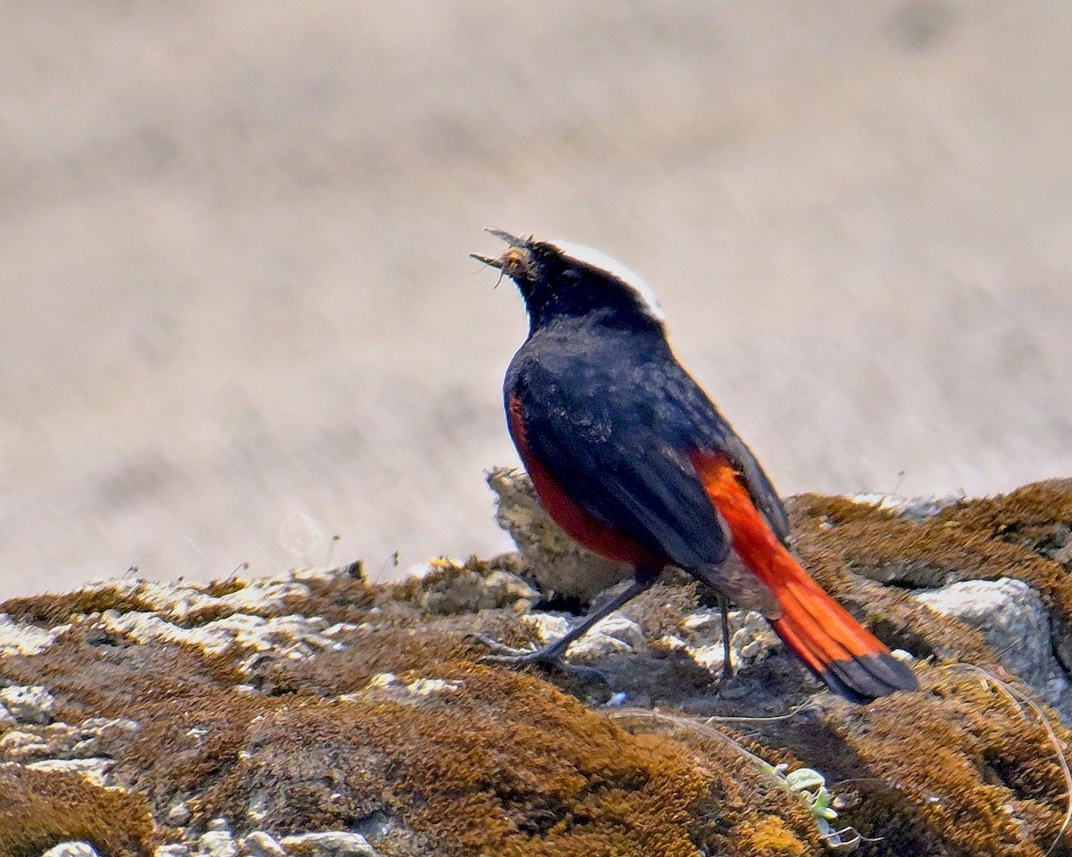 White-capped Redstart - ML620258959