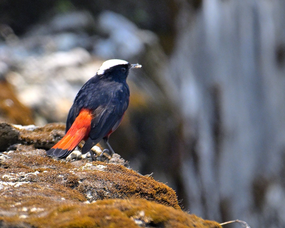 White-capped Redstart - ML620258963