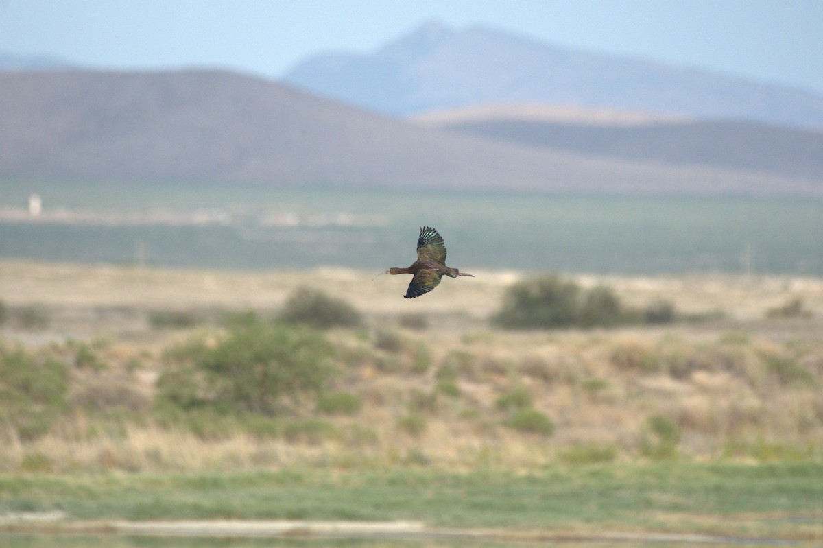 White-faced Ibis - ML620258984