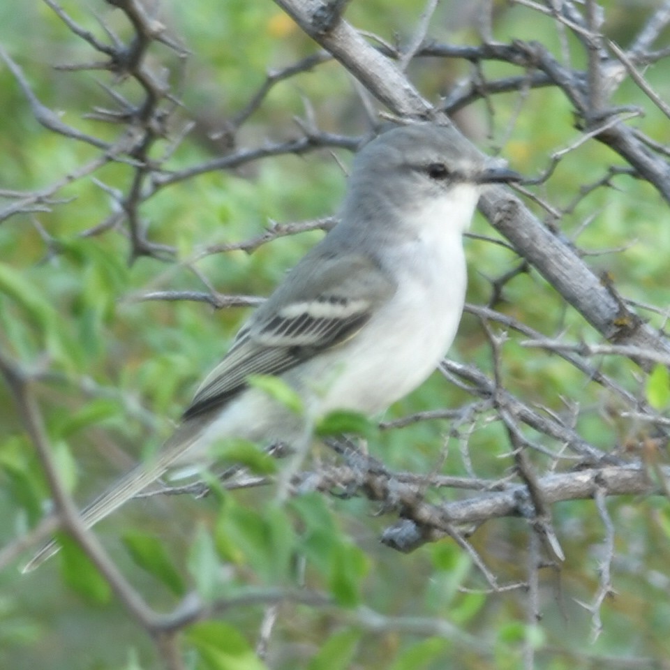 Suiriri Flycatcher - ML620258994