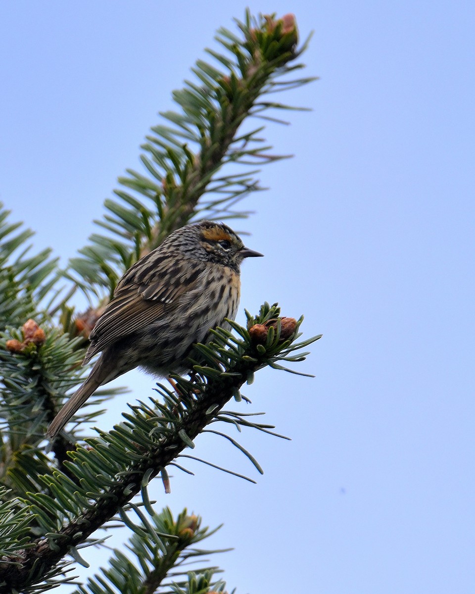 Rufous-breasted Accentor - ML620258995