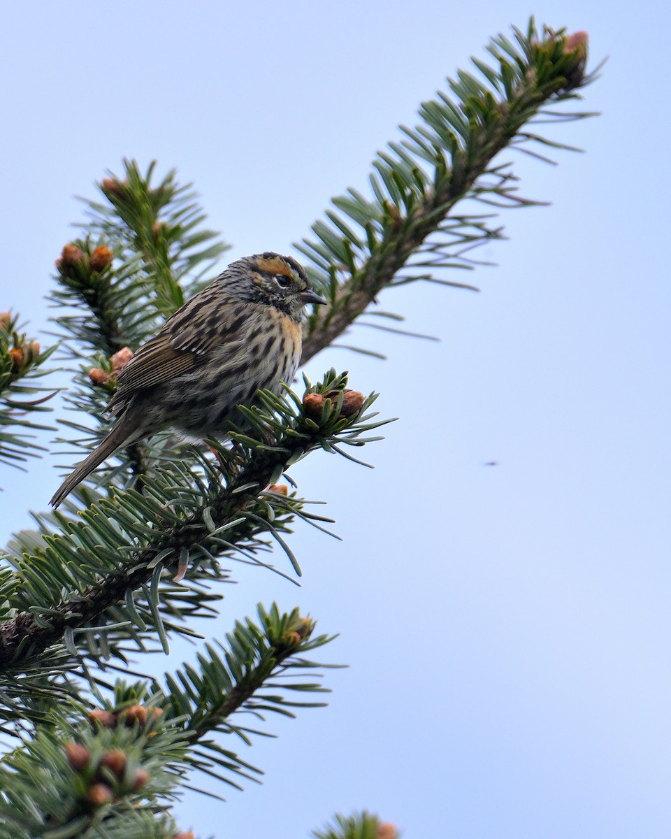 Rufous-breasted Accentor - ML620258996