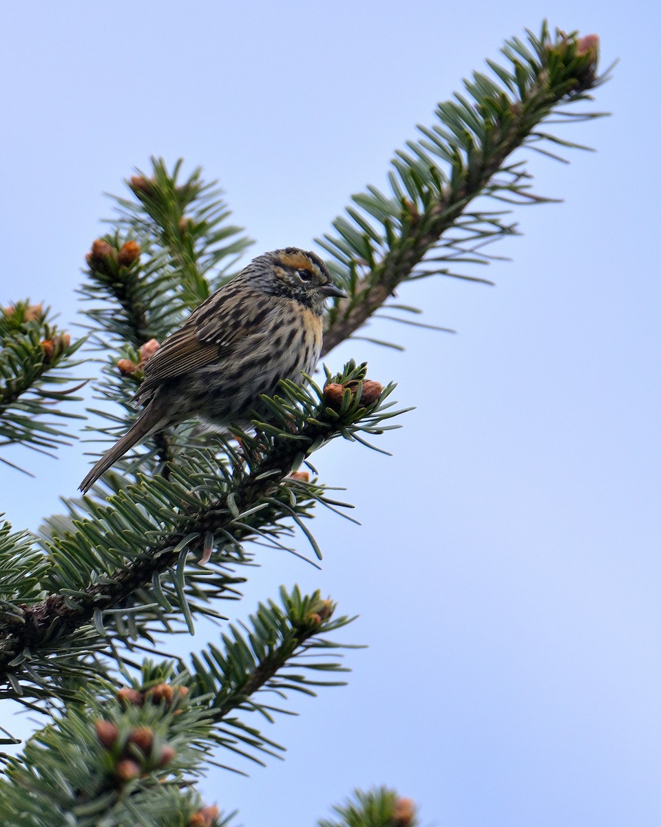 Rufous-breasted Accentor - ML620258997