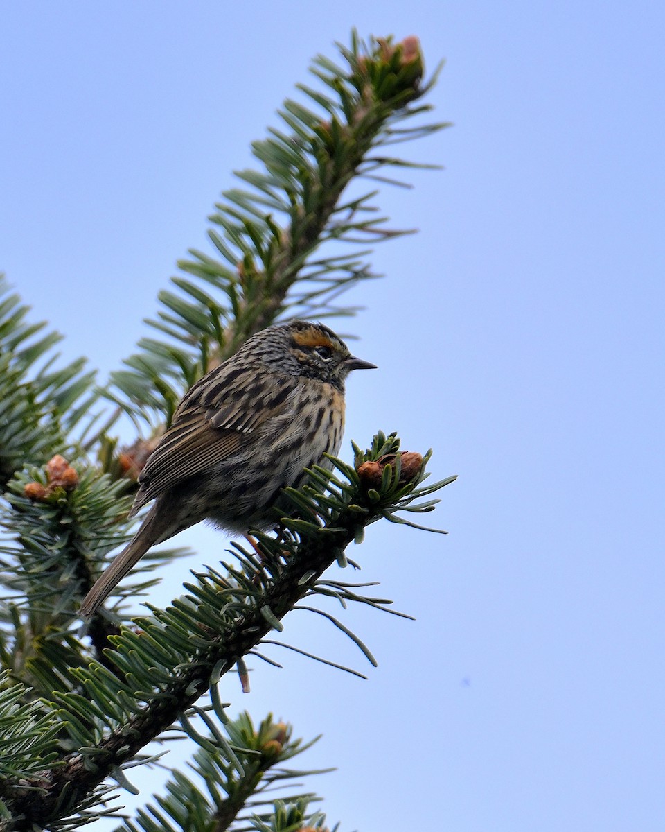 Rufous-breasted Accentor - ML620258998