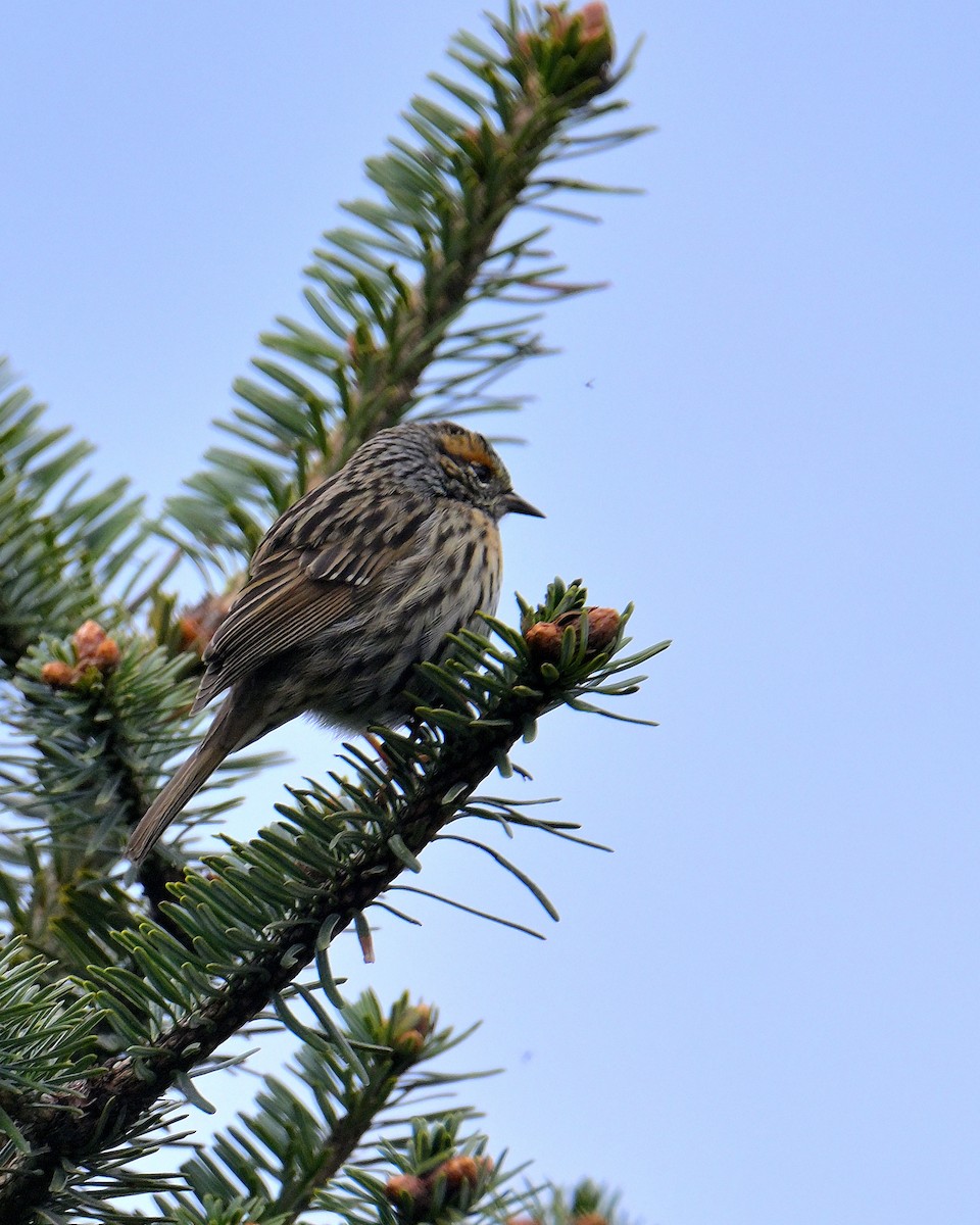 Rufous-breasted Accentor - ML620258999