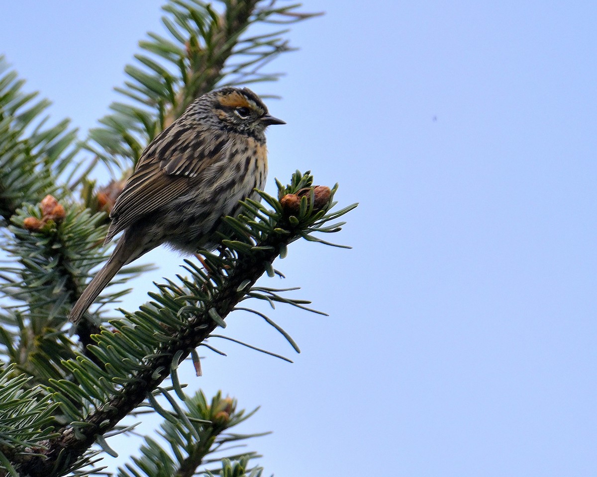 Rufous-breasted Accentor - ML620259000