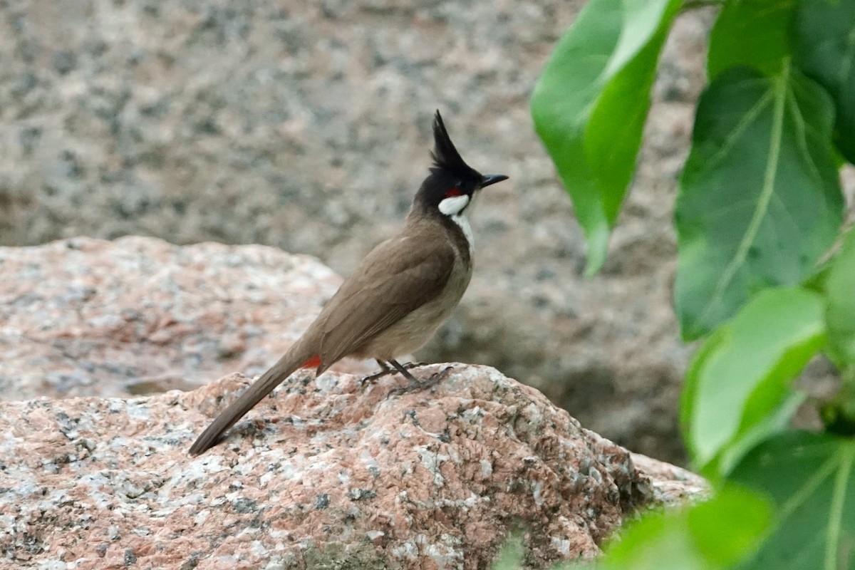 Red-whiskered Bulbul - ML620259001