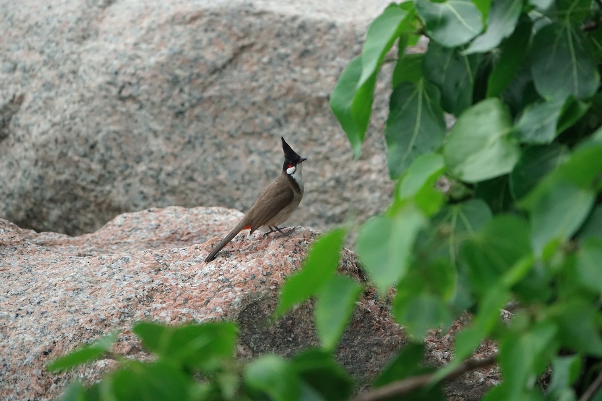 Red-whiskered Bulbul - ML620259002