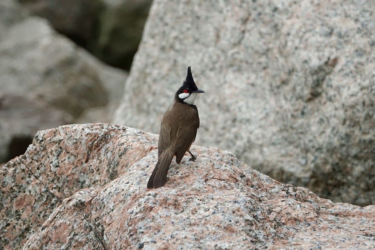 Red-whiskered Bulbul - ML620259003