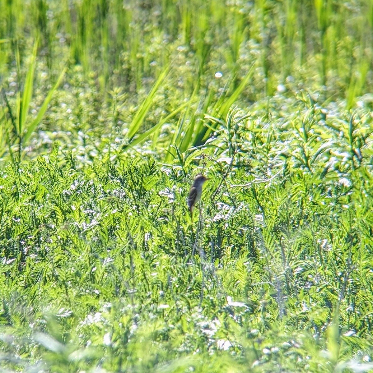 Willow Flycatcher - ML620259004