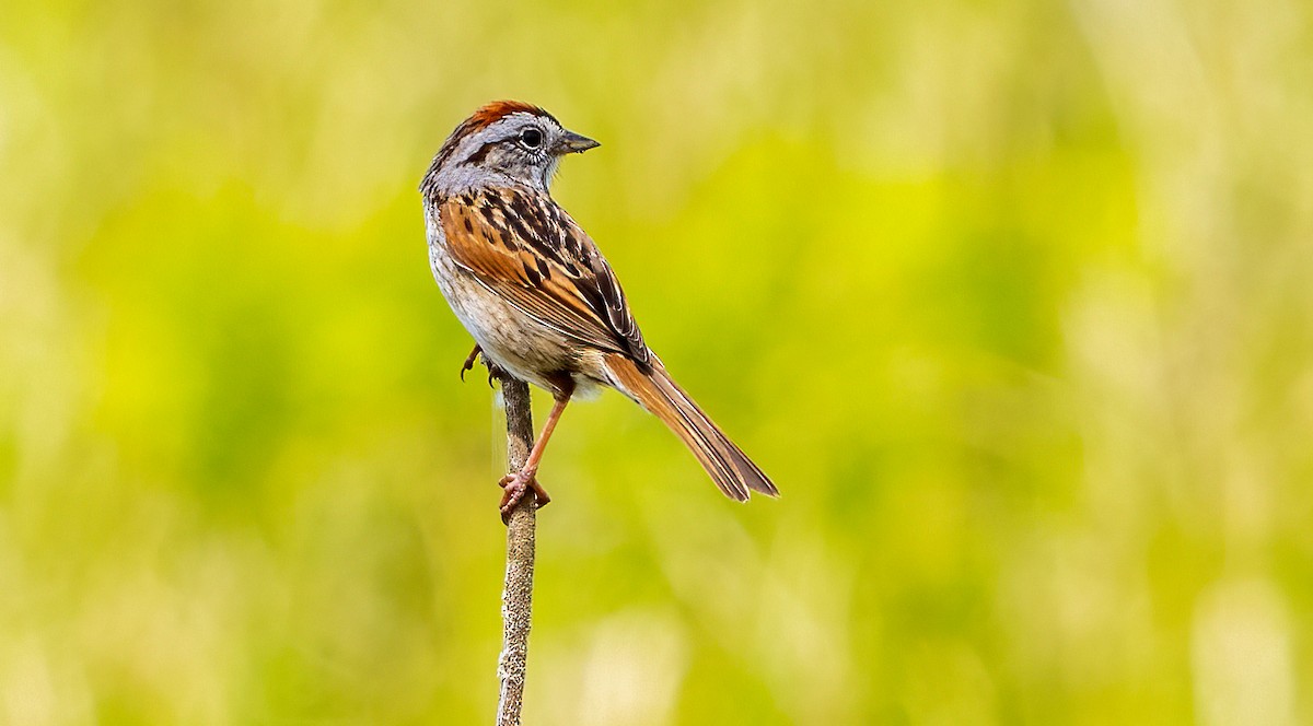 Swamp Sparrow - ML620259018