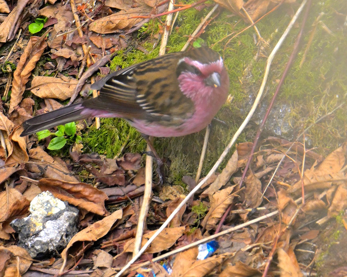 Himalayan White-browed Rosefinch - Rajesh Gopalan