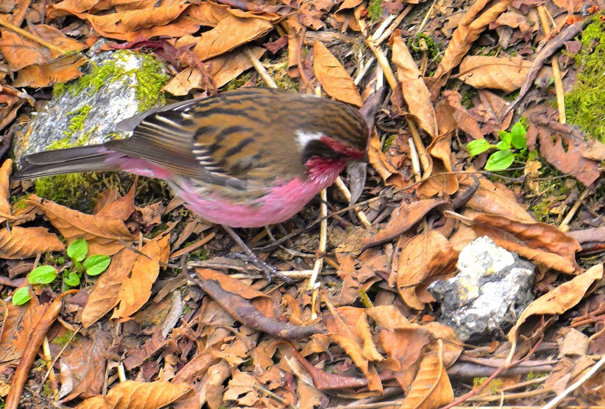 Himalayan White-browed Rosefinch - ML620259028