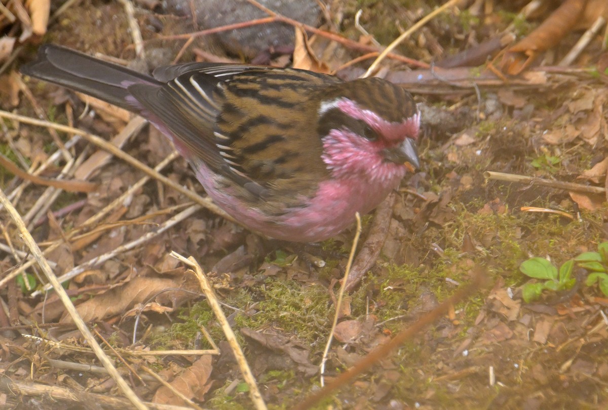 Himalayan White-browed Rosefinch - ML620259029