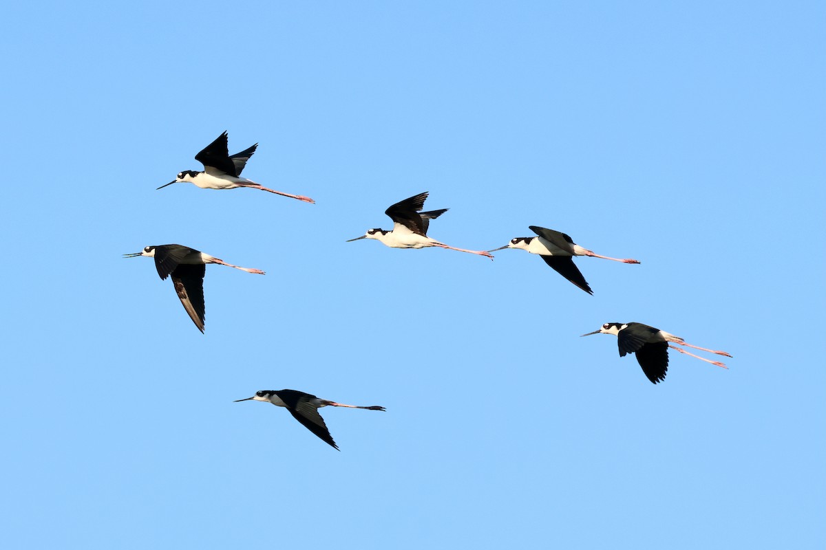 Black-necked Stilt - ML620259031