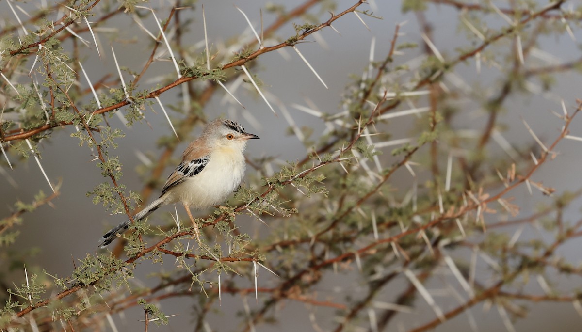 Prinia Charlatana - ML620259033