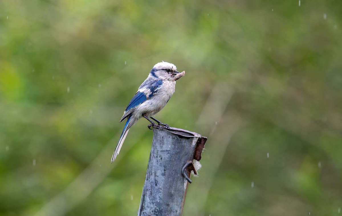 Mésange azurée - ML620259035