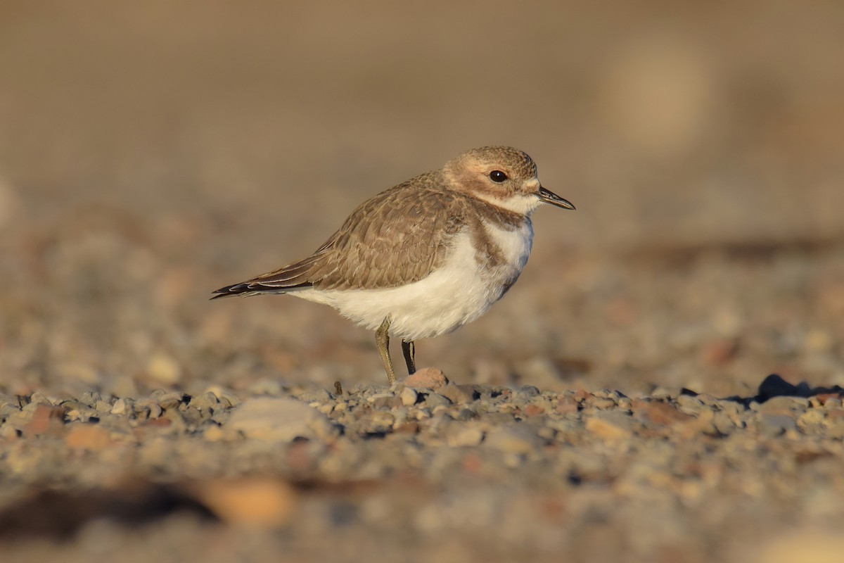 Two-banded Plover - ML620259037