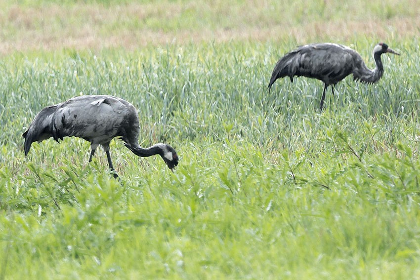 Grulla Común - ML620259047