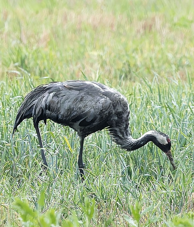 Common Crane - ML620259048