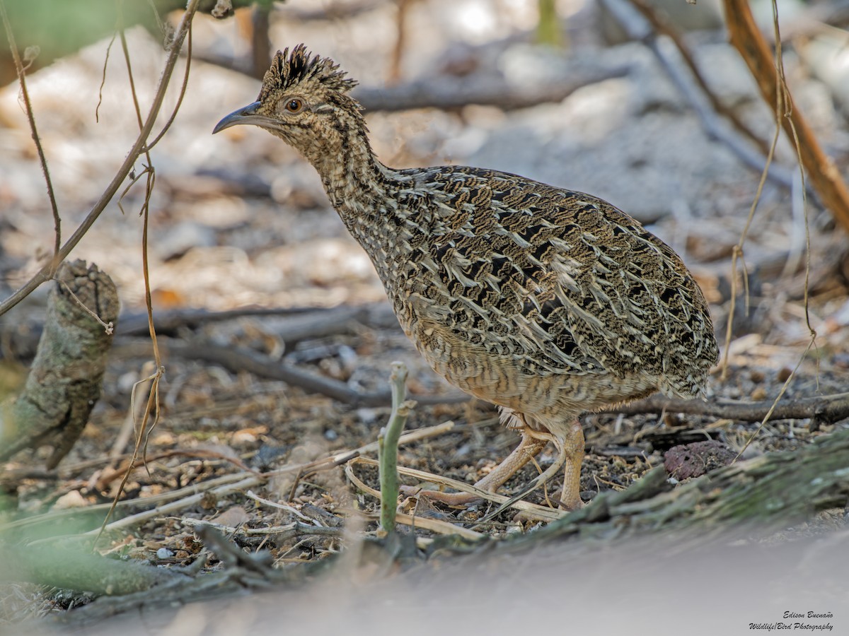 Andean Tinamou - ML620259050