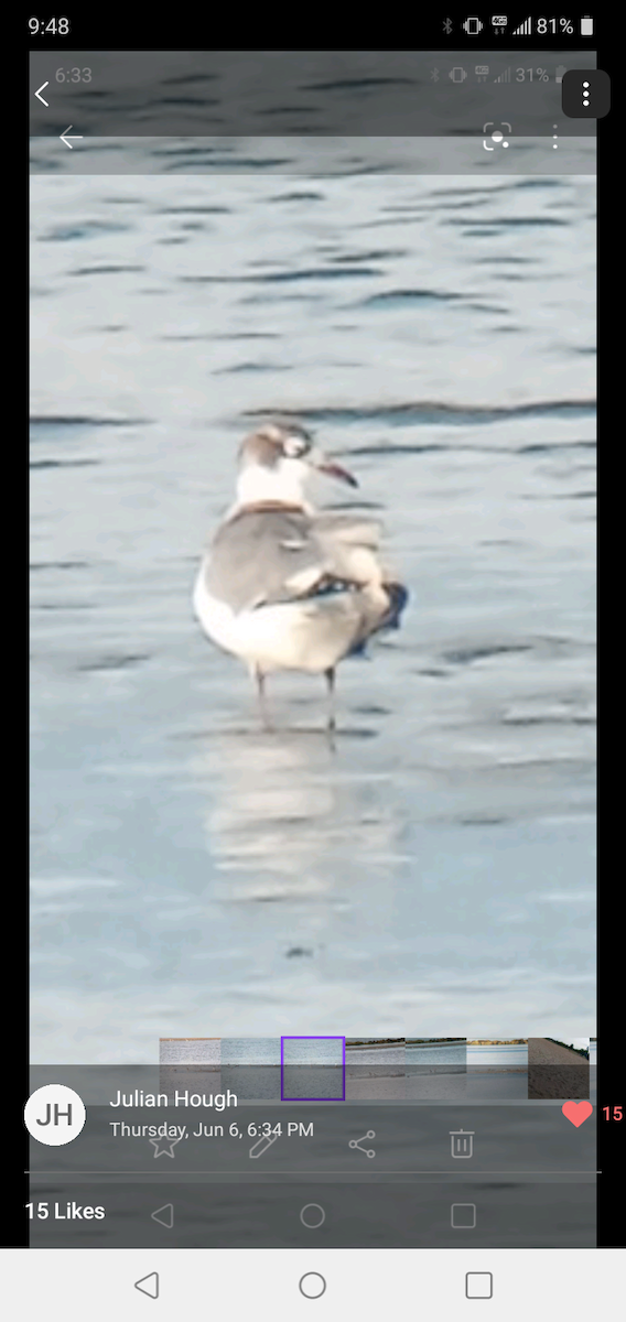 Franklin's Gull - ML620259051