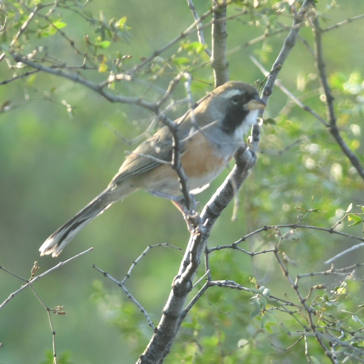 Many-colored Chaco Finch - ML620259053