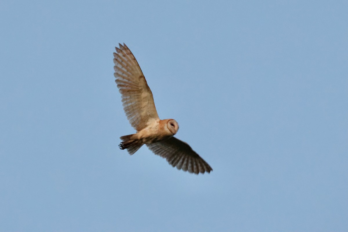 Barn Owl - ML620259061