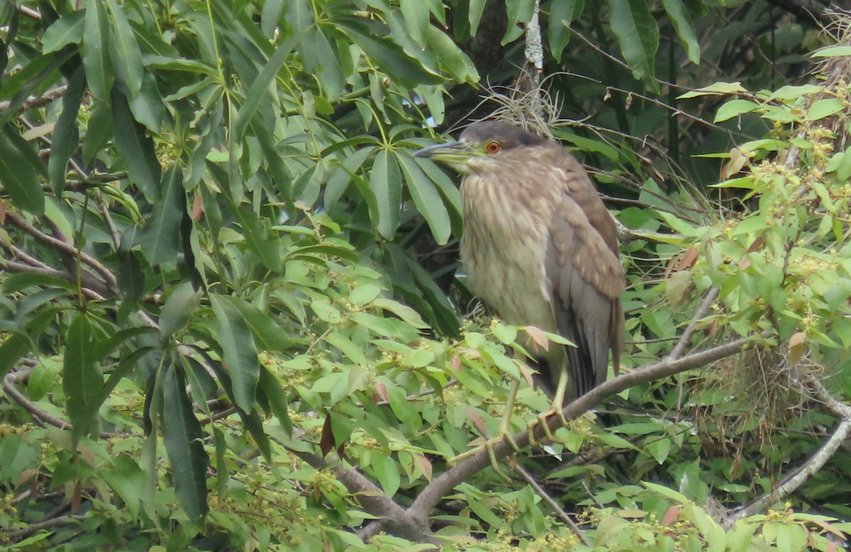 Black-crowned Night Heron - ML620259078