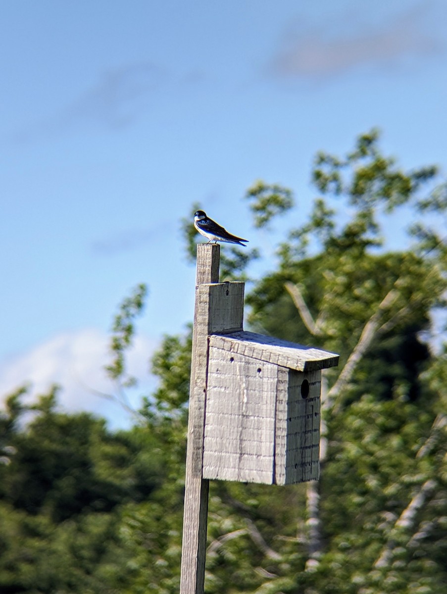 Tree Swallow - ML620259086