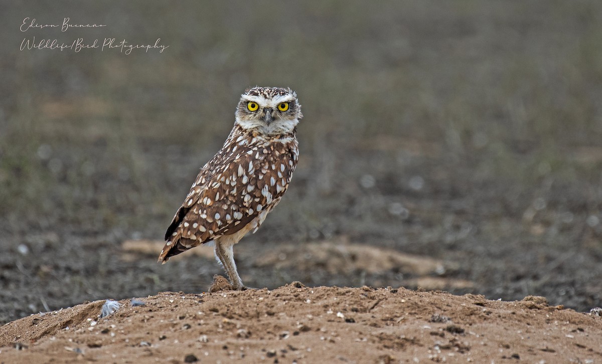 Burrowing Owl - ML620259088